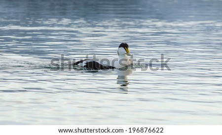 Male eider duck swimming on Jokulsarlon Ice Lagoon in Iceland