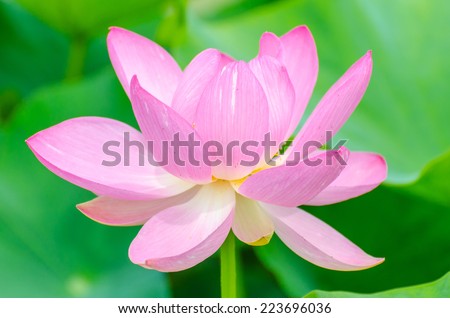 Oga lotus flower in Korakuen park Japan