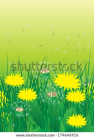 Flowers. Summer landscape a field with dandelions and a grass.