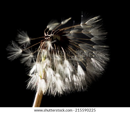 Close up of dandelion blowing in wind on black background
