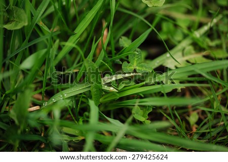 Macro of dew on green grass after the rain. The concept of cleanliness and the environment.