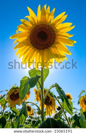 sunflower and sun, heat