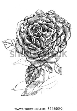 black and white photography roses. stock photo : Rose. Black and