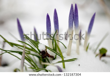 Purple crocuses early in the snow