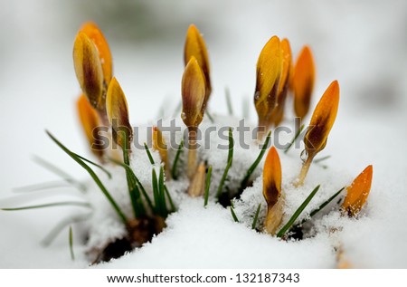 Yellow crocus (Crocus flavus) in the snow