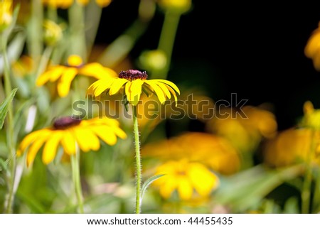Beautiful yellow flowers on a green and black background