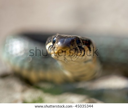 The grass snake (Natrix natrix), is a european non-venomous snake