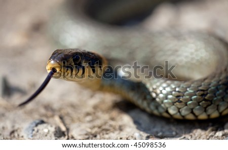 The grass snake (Natrix natrix), is a european non-venomous snake