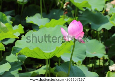 Nelumbo nucifera, indian lotus, sacred lotus in foreground