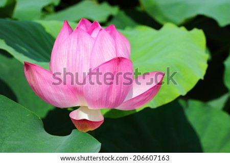 Nelumbo nucifera, indian lotus, sacred lotus in foreground