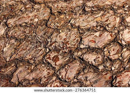 light brown rustic tree texture, natural, rough
