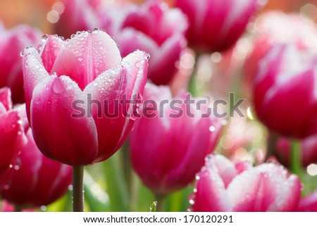 Water Drop On Pink Tulip\'S