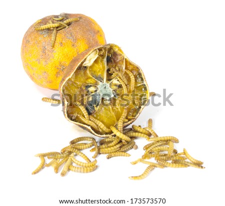 worm is coming out of rotten orange isolated on white