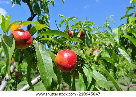 Ripe red nectarines hanging from a tree. Concept of organic farming; fresh, natural, unprocessed fruit.