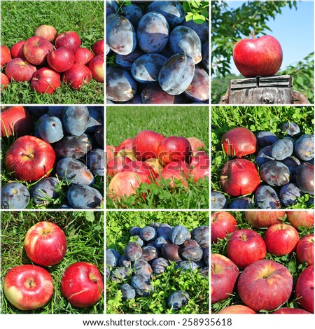 Fruit collage - ripe apples and plums in an orchard.