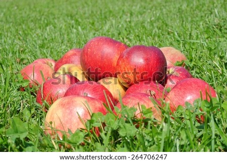 A pile of ripe red apples on the grass in an orchard, on a sunny summer day.