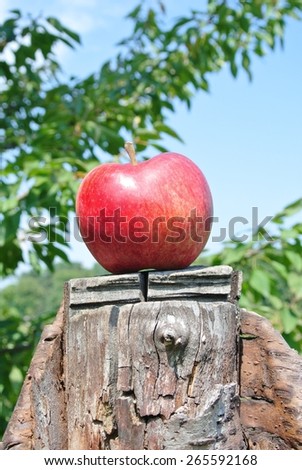 Single red ripe apple on a cut tree, on a sunny summer day. Concept of target, nature, environment, clean/healthy eating.