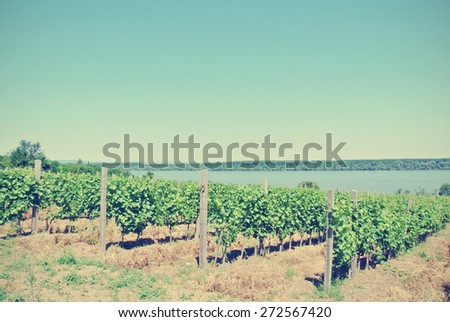 Panoramic view on vineyard, with river in the distance, on a sunny day. Image filtered in faded, washed out, retro style with dark vignette; rural vintage concept.