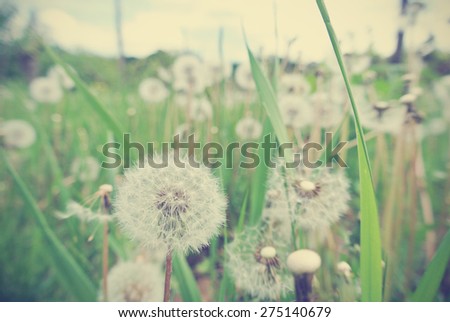 White dandelions in the green field; can be used as spring background. Photo filtered in faded, washed out, retro style. Nostalgic vintage concept.