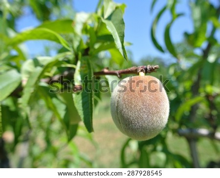 Small unripe green peach on the tree in an orchard, on a sunny day. Concept of organic farming, healthy fresh unprocessed food, paleo diet.