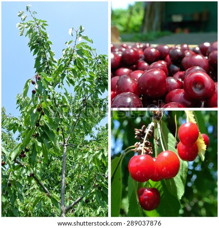 Fruit collage - ripe red cherries on a tree in an orchard and packed in a crate, on a sunny summer day. Concept of organic farming; healthy, fresh, unprocessed fruit.
