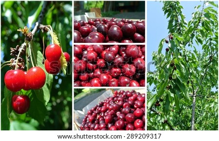Ripe red cherries fruit collage - cherries on the tree and packed in a crate in an orchard. Concept of organic farming; fresh, healthy, unprocessed fruit; clean eating.