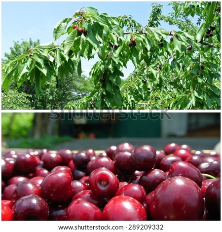 Ripe red cherries fruit collage - cherries on the tree and packed in a crate in an orchard. Concept of organic farming; fresh, healthy, unprocessed fruit; clean eating.