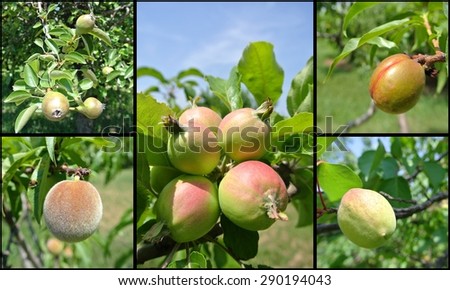 Fruit collage - unripe green apples, pears, nectarines, peaches and apricots on trees in the orchard, on a sunny summer day. Concept of organic farming; healthy, fresh, unprocessed fruit.