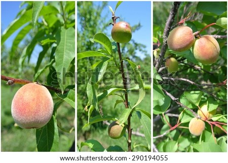 Fruit collage - unripe green nectarines, peaches and apricots on trees in the orchard, on a sunny summer day. Concept of organic farming; healthy, fresh, unprocessed fruit.