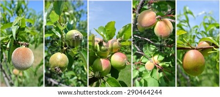 Fruit collage - unripe green peaches, pears, apples, apricots and nectarines on trees in an orchard, on a sunny day. Concept of organic farming; fresh, healthy, unprocessed fruit.