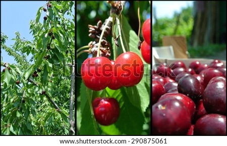 Ripe red cherries fruit collage - cherries on the tree and packed in a crate, in an orchard. Concept of organic farming; fresh, healthy, unprocessed fruit.