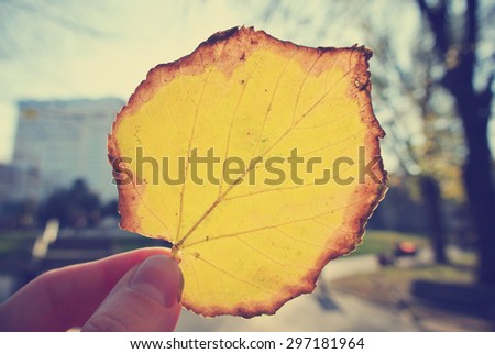 Female hand holding a yellow, golden leaf against the sun, on a sunny afternoon in early autumn. Image filtered in faded, washed out, retro style; nostalgic autumn vintage concept.