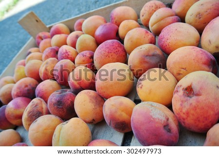 Ripe organic yellow apricots packed in a wooden crate, in an orchard. Concept of organic farming/agriculture; natural, healthy, fresh, unprocessed fruit. Candid style. Tilted perspective.