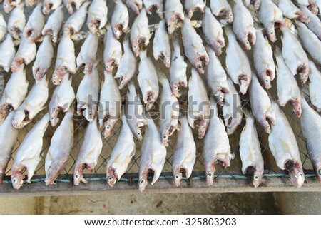 Dried fish,salted fish