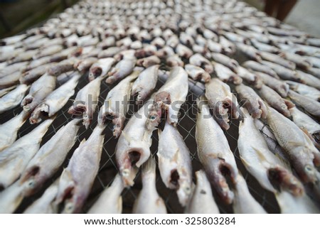 Dried fish,salted fish