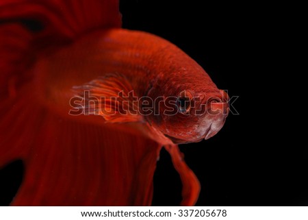 Red Betta,Betta fish, siamese fighting fish, betta splendens,aquarium