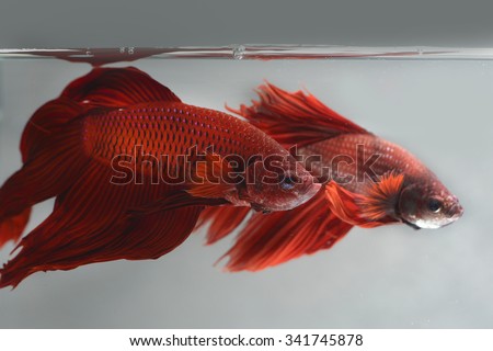 Red Betta fish, siamese fighting fish, betta splendens,in aquarium  isolated on white background