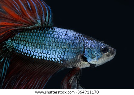 Betta fish, siamese fighting fish, betta splendens,betta in aquarium,Betta fish isolated on white background. Flying betta fish,Heard Betta