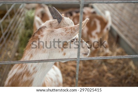 Goat in a pen with a curious look.