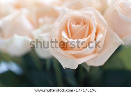 Fresh pink rose. wallpaper of roses. a present for your beloved. flowers for a girl.gift on a rendezvous