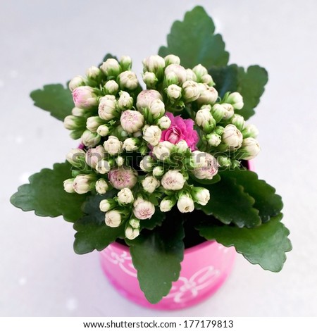 bunch of flowers. Kalanchoe blossfeldiana. posy of kalanchoe.  a gift of flowers. gift on the eighth of March. gift on a Valentine`s day.