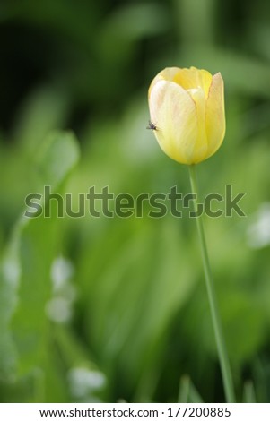 Yellow tulip. a gift on the eighth of March. card on a Valentine`s day. picture post card with tulip. yellow Tulip field.  yellow Tulip in nature