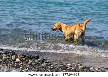 photo of a dog running along the shore of the sea. dog playing in the sea