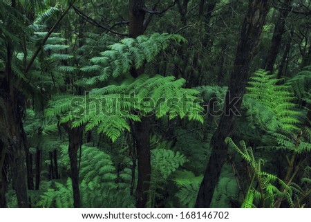 Beautiful rainforest with tree ferns.