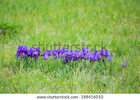 Spring wildflowers wallpaper with blossoming violet iris