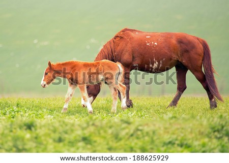 Beautiful horse family walking on green meadow