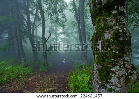 Beautiful fantasy landscape with mysterious forest and fog