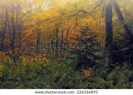 Beautiful autumn landscape with trees, leaves, lush foliage and fog.