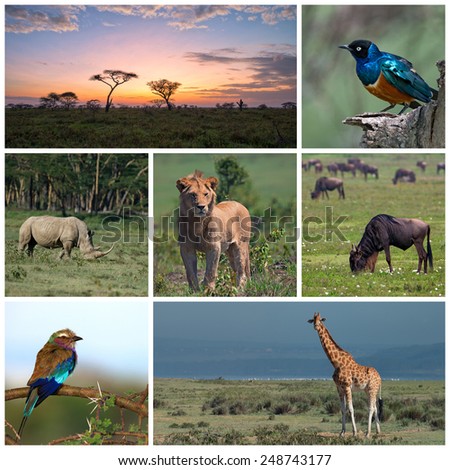 Collage made of animals during safari in savannah