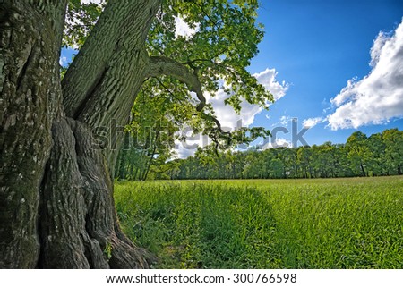 Scenic meadow landscape with oak tree and blue sky